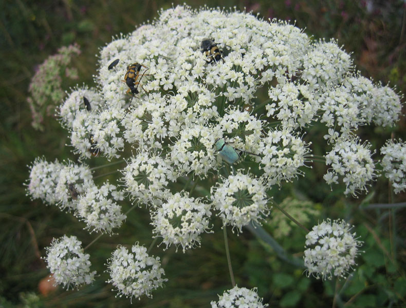 da determinare........... Hoplia argentea